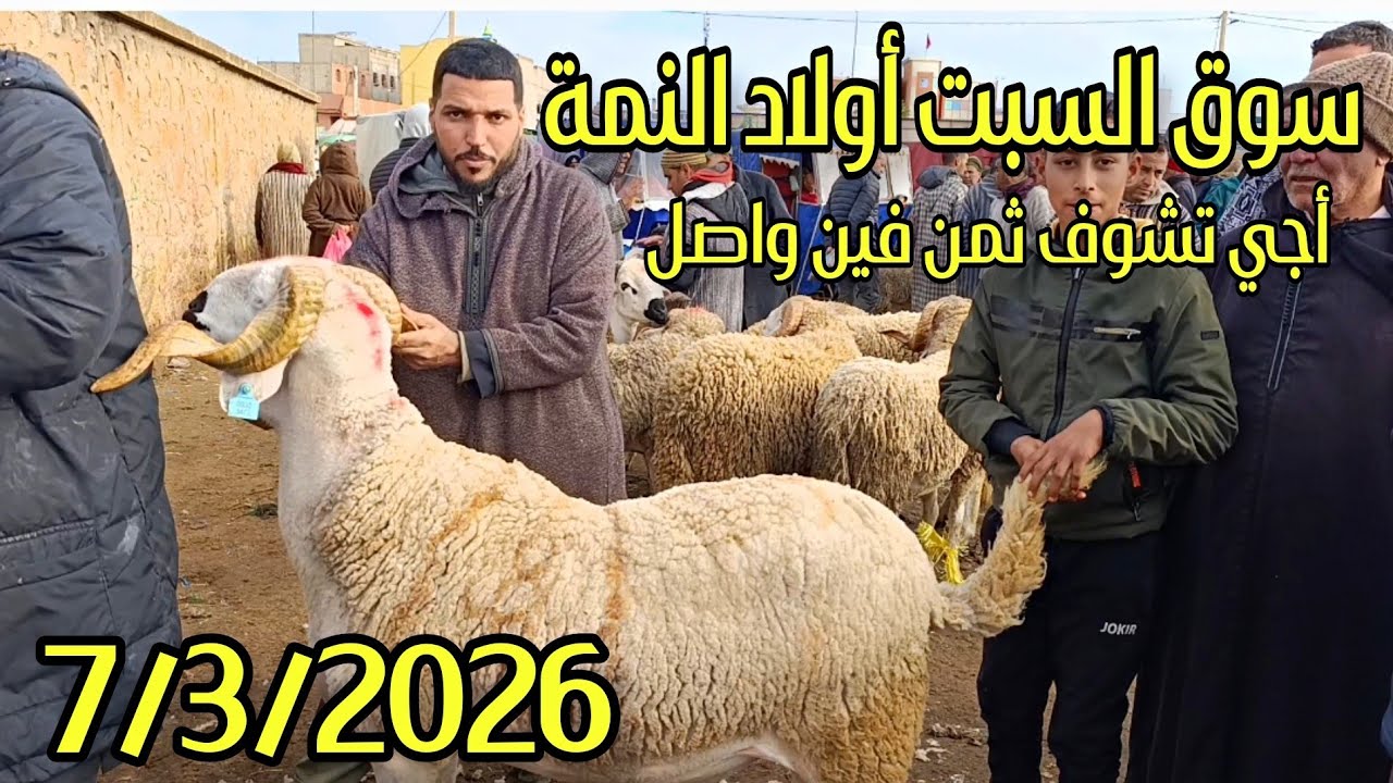 مباشرة من سوق السبت أولاد النمة الخروف الكسابي والحولي والحولية والنعجة تاريخ 7/3/2026 فرجة ممتعة 🐑🐑