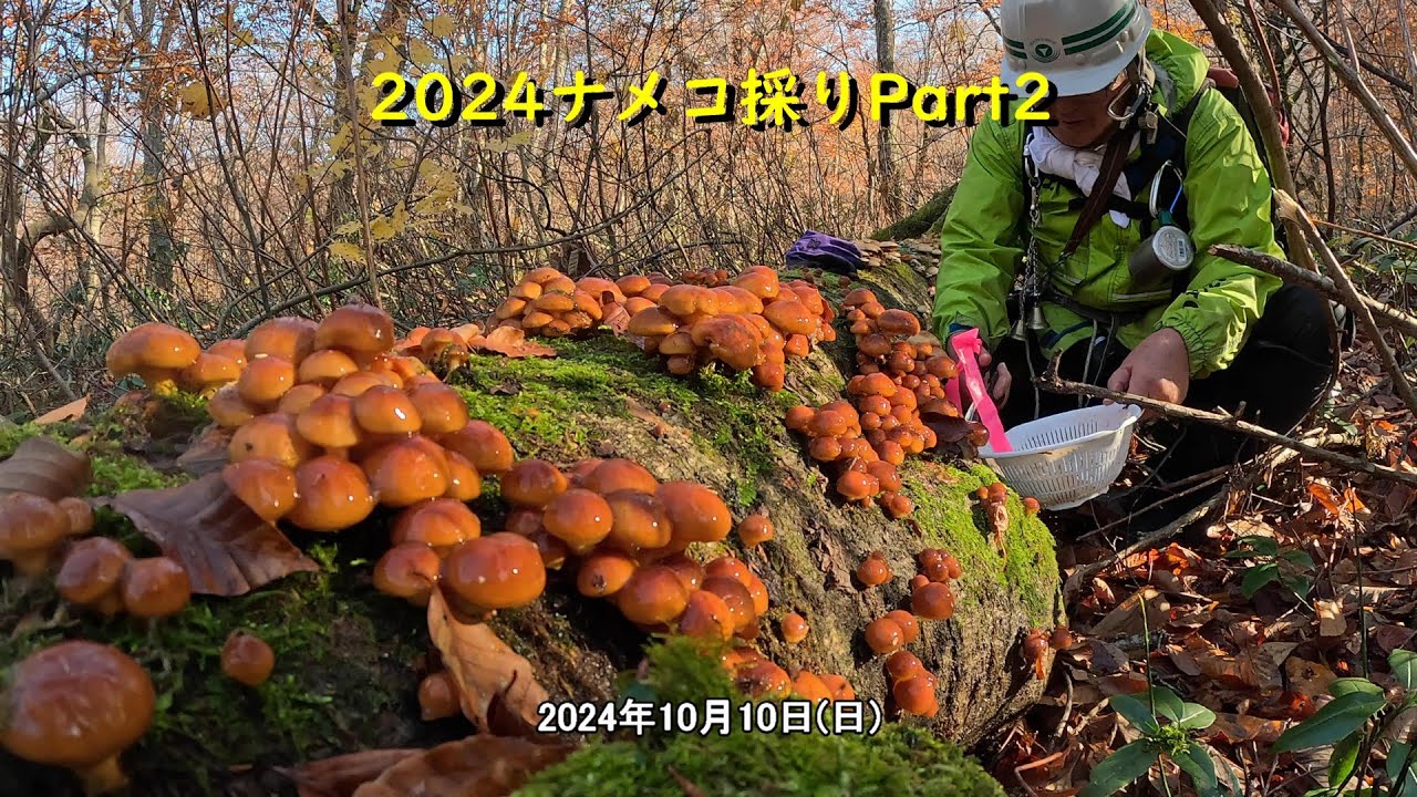 2024ナメコ採りPart2