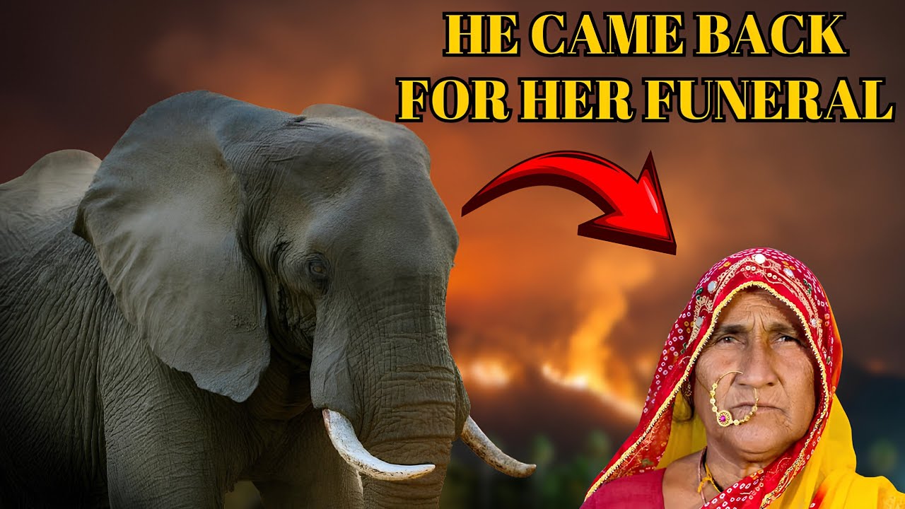 This Elephant Raided The Funeral Of The Woman He Killed!!!