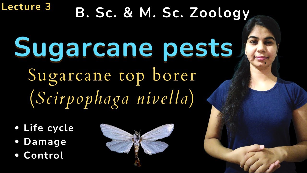 Sugarcane top borer (Scirpophaga nivella) || B. Sc. & M. Sc. || Zoology