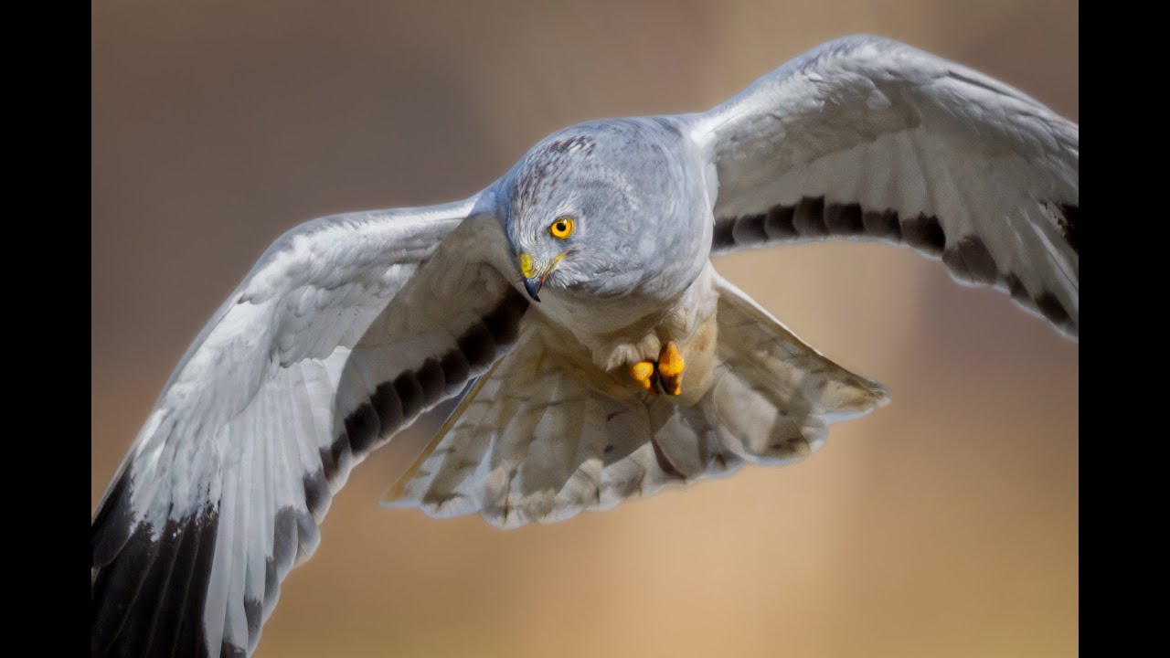 Hen harriers in The Netherlands
