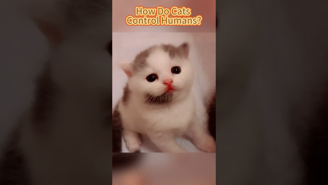 How Do Cats Control Humans? #cat #catvideos #cats #catcuriosity
