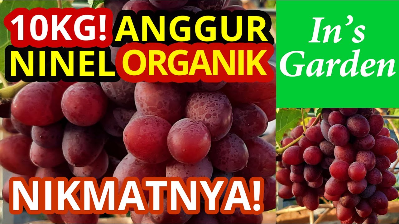 Nikmatnya! Panen Anggur Ninel Organik 10kg! | In&rsquo;s Garden