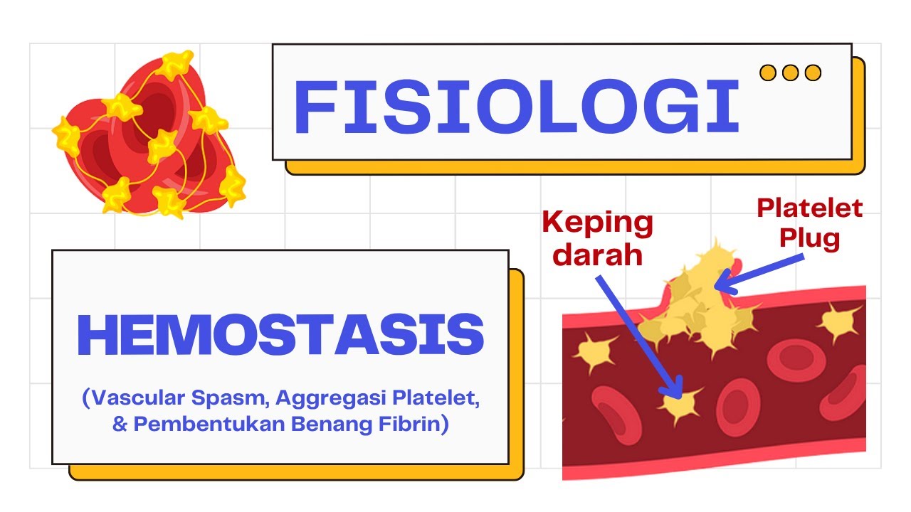 3 Kunci Utama Hemostasis (Vasospasme, Primer & Sekunder, Fibrinolisis) | Hematology 101