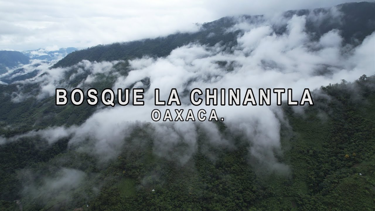 Explorando el bosque secreto de México || Oaxaca profundo Tepetotutla