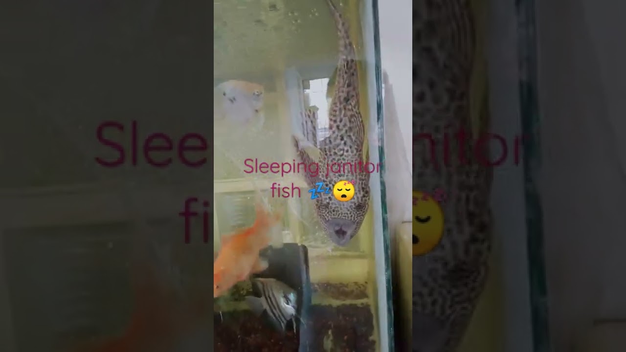 sleep tight janitor fish  🐠 💤
