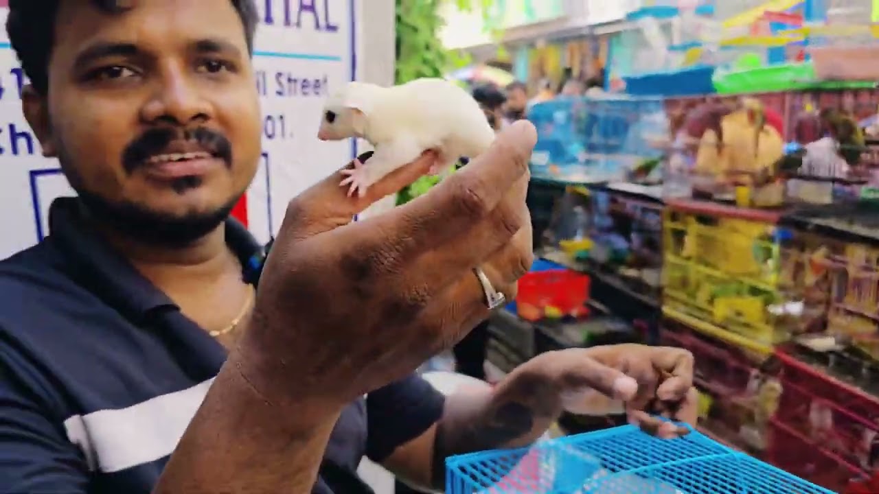 Brodway Pet market | Low Price Birds & Fishes | #brodway #pets #bismillahpets