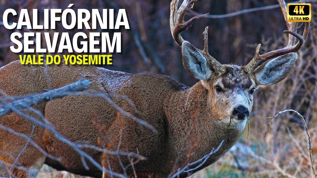VALE DO YOSEMITE | O Coração Selvagem da América - Califórnia Selvagem Documentário