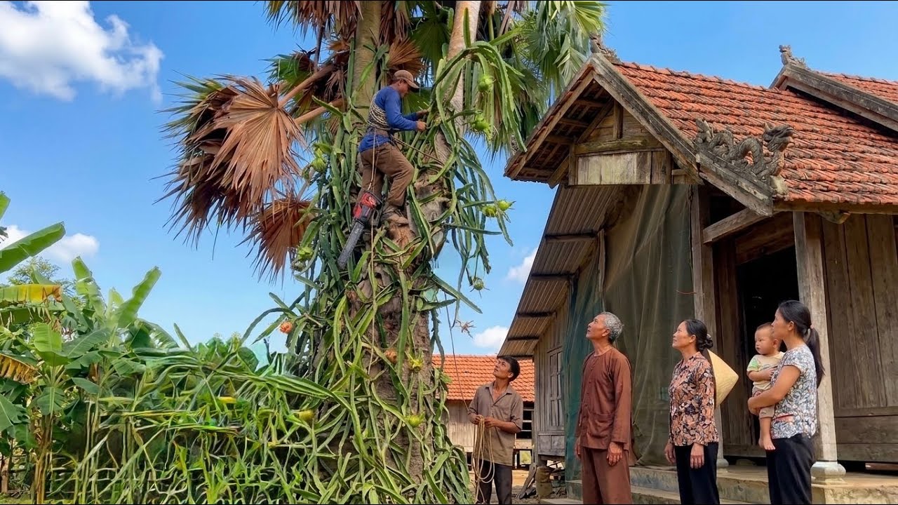 Cutting 2 Leaning Palm Trees For Foreign Millionaire, Got Paid Only $20
