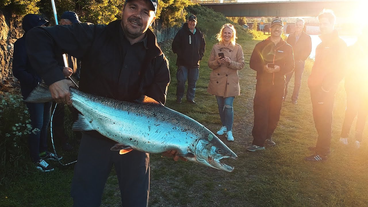 LAXFISKE I SOLLEFTEÅ (16kg!)