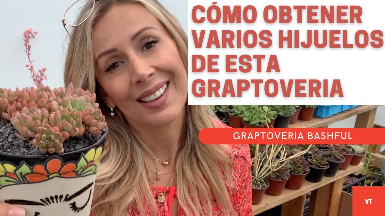 Echeveria Bashfull.¿Cómo lograr esos colores tan intensos?