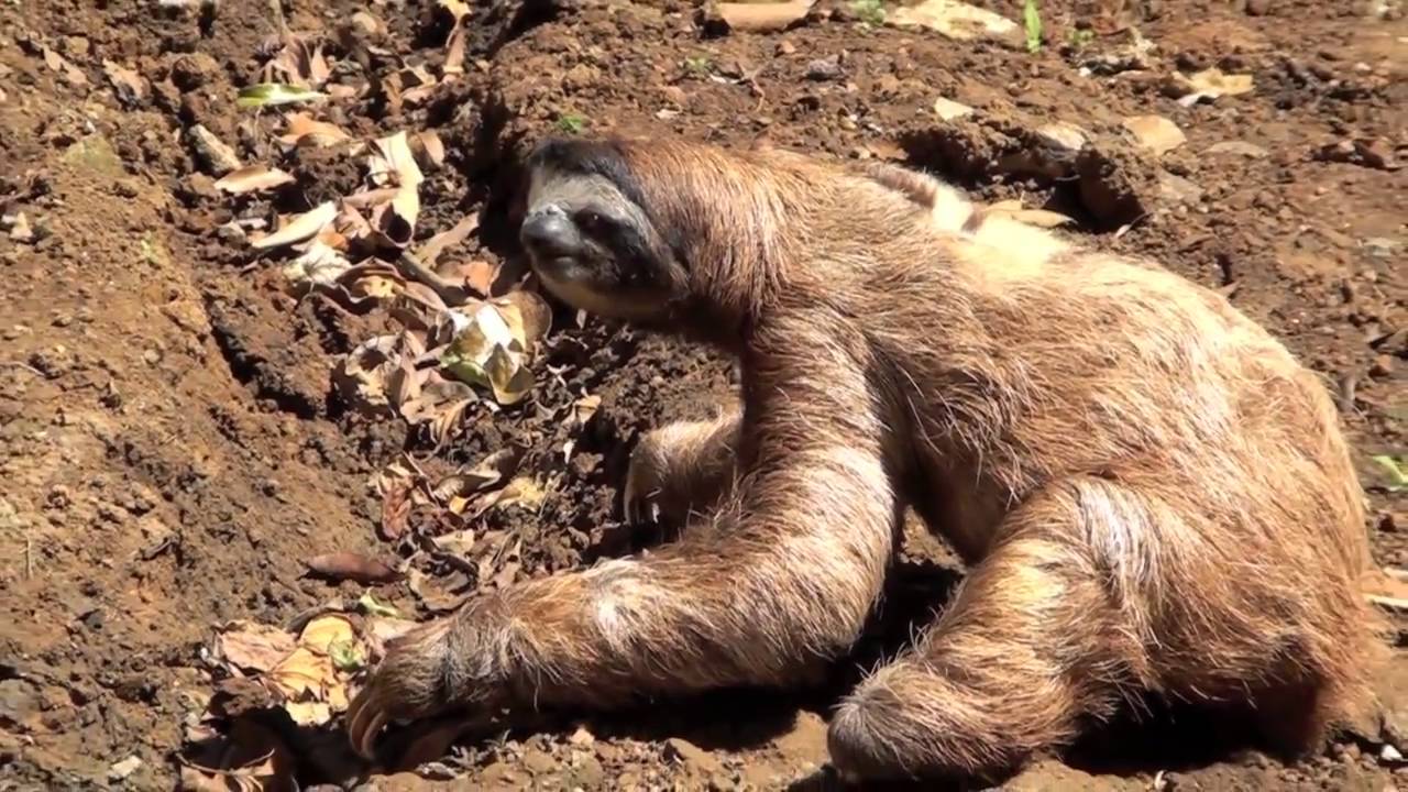 Sloths