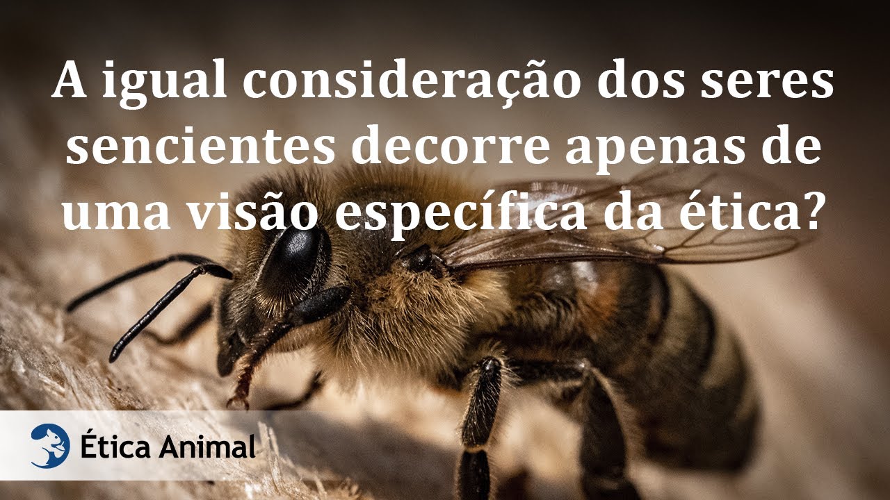 11 - A igual consideração dos seres sencientes decorre apenas de uma visão específica da ética?