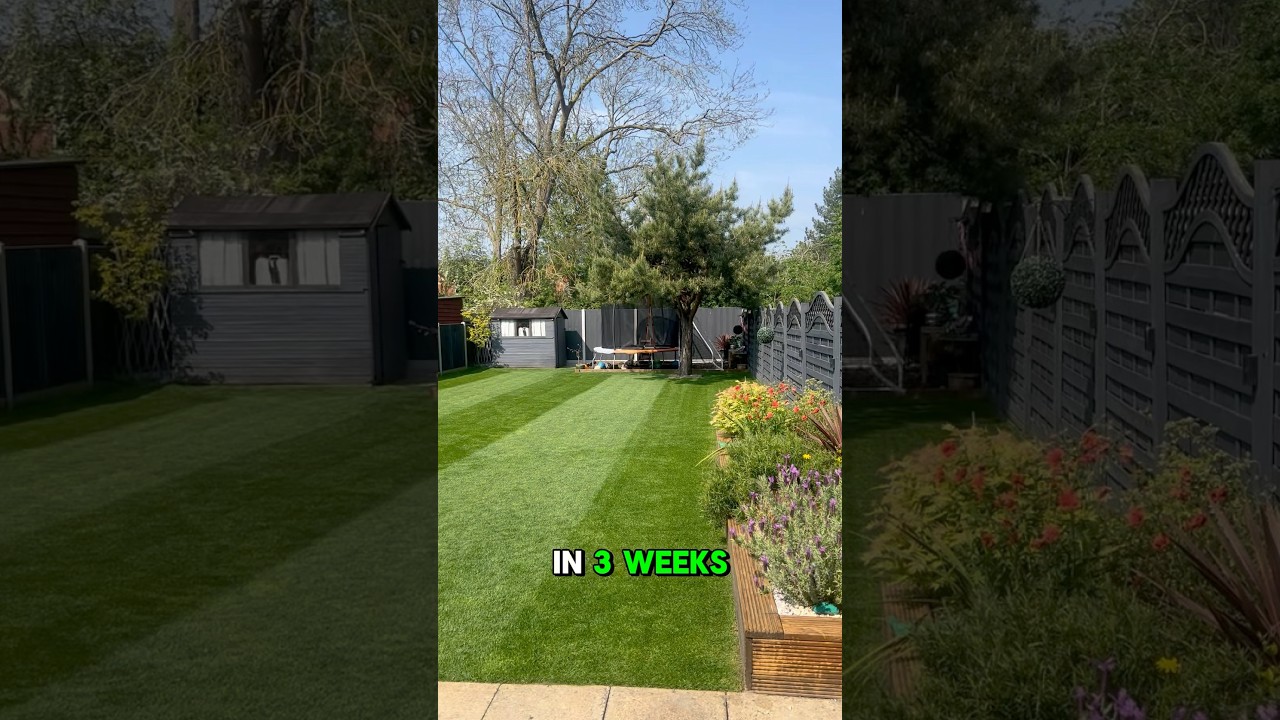 Easy Lawn renovation! #renovation  #garden #lawn