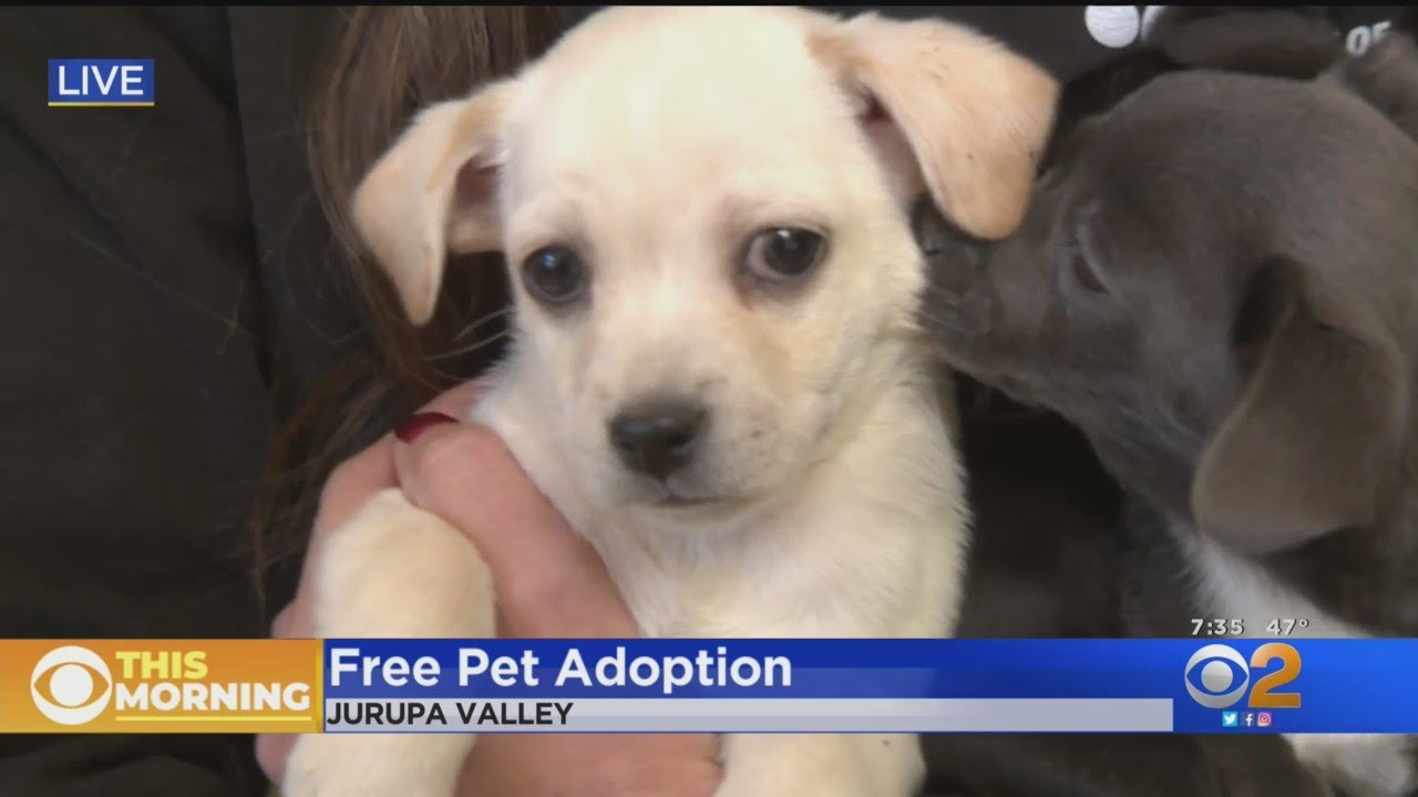 Free pet adoption day in Riverside County