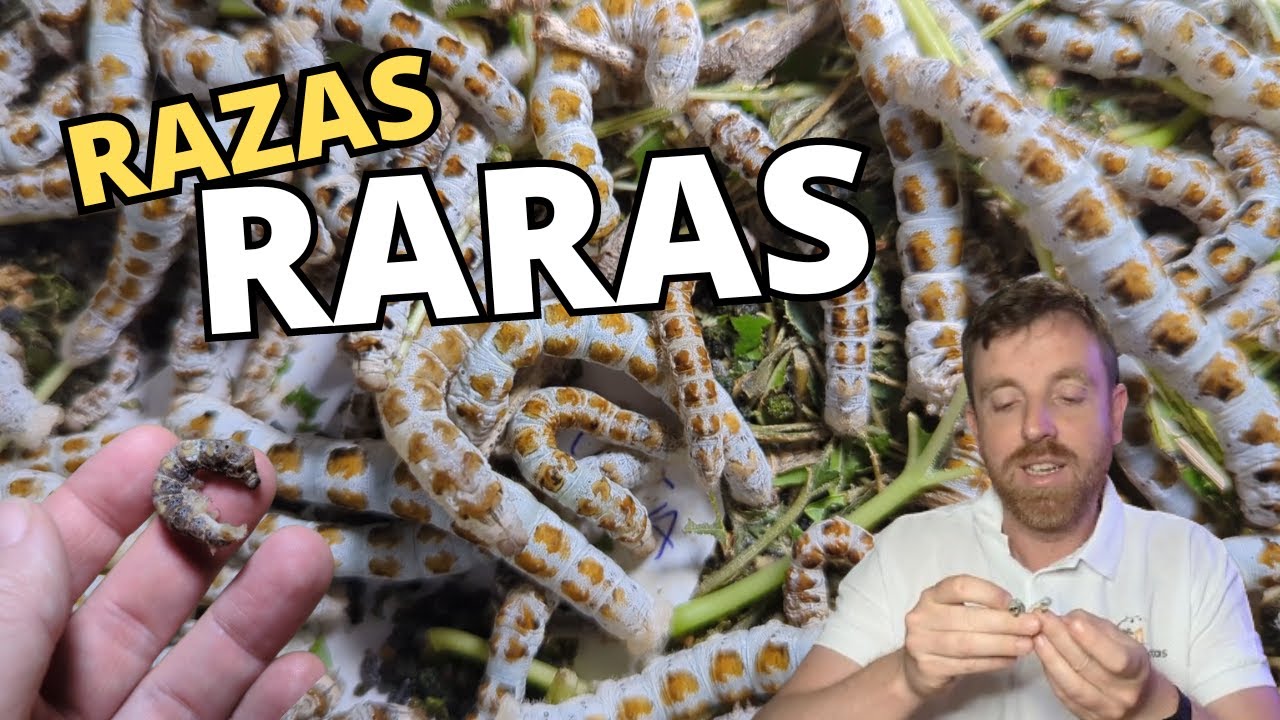 ¡Increíble! Las Razas de GUSANOS DE SEDA que todo bichero desea