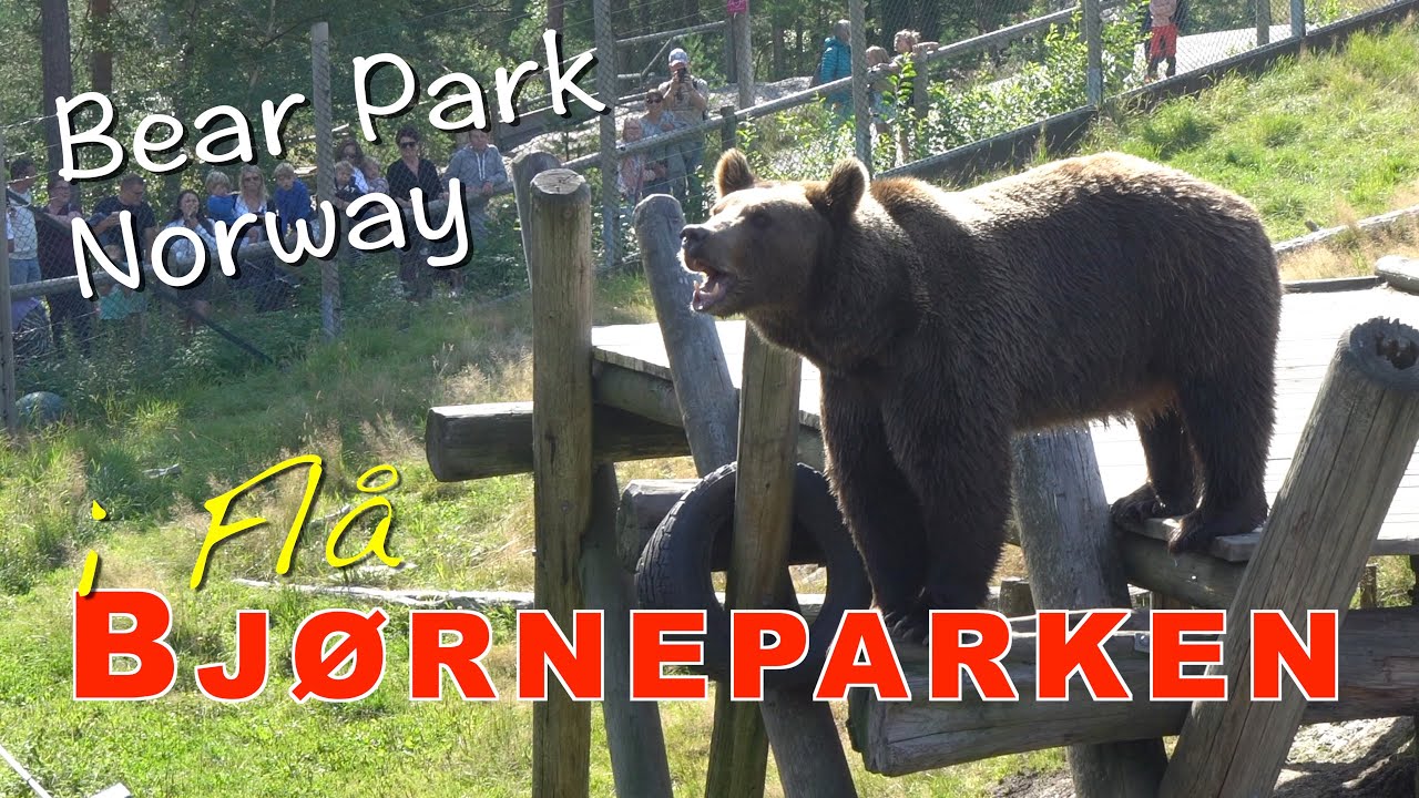 Bjørneparken i Flå - All major attractions in 9 minutes