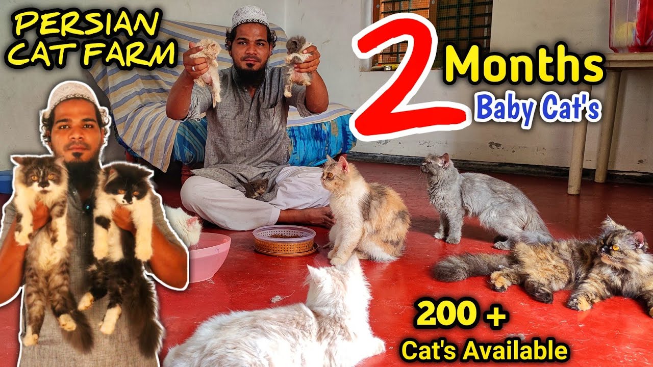 persian cat farm | Very Very Low Price | With Delivery Options