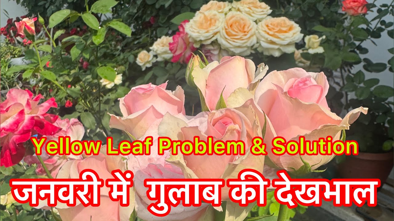 January Rose 🌹 Care & tips , Yellow Leaf Problem &  solution  #easygardening #gardening 🌿