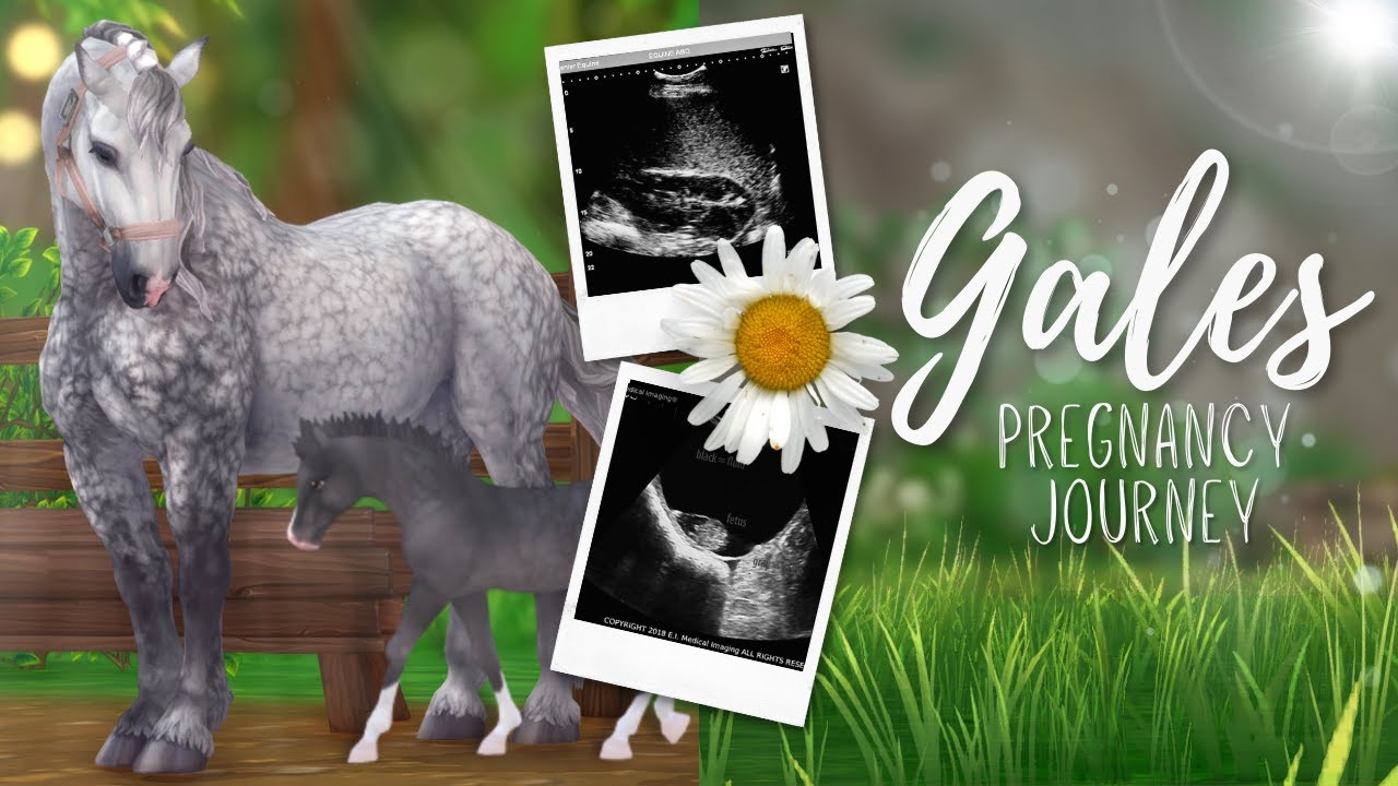 Gale's Pregnancy Journey II Star Stable RRP