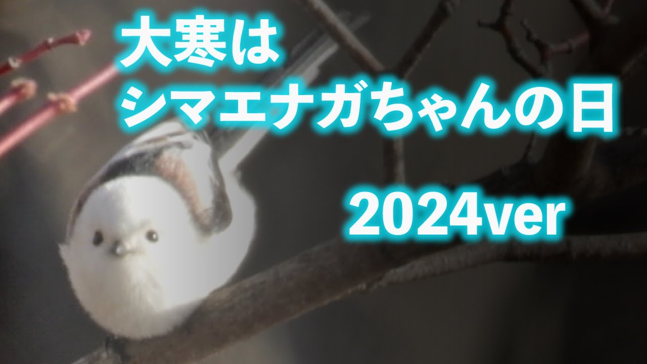 大寒はシマエナガちゃんの日 2024