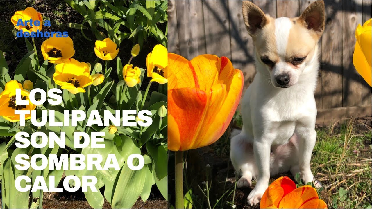 Los tulipanes son de sombra o calor