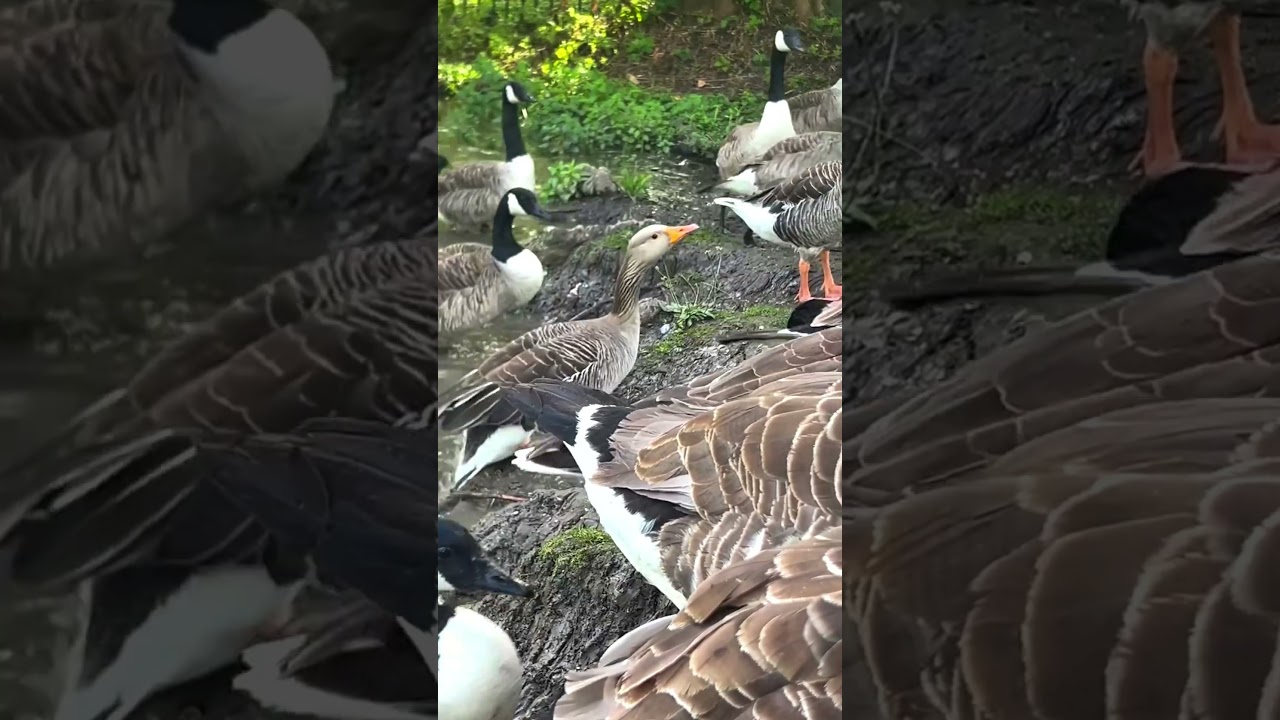 Ducks Eating From My Hand &ndash; Nature&rsquo;s Gentle Side 🦆✨ #shorts #duck #viral
