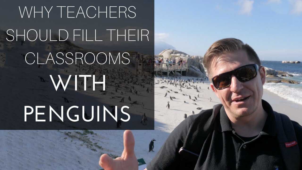 Why Teachers Should Fill Their Classrooms With Penguins