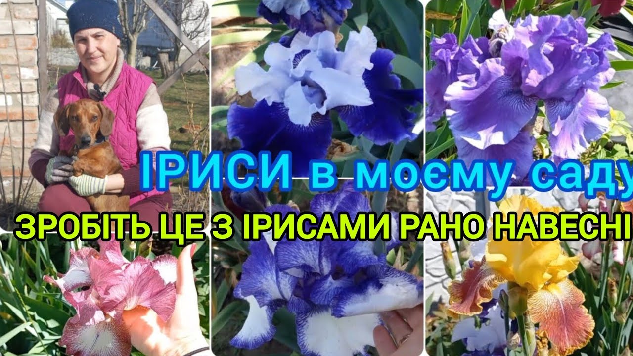 Догляд за ірисами рано навесні:секрети здоров'я та гарного цвітіння #доглядзаірисами#квіти#квітник