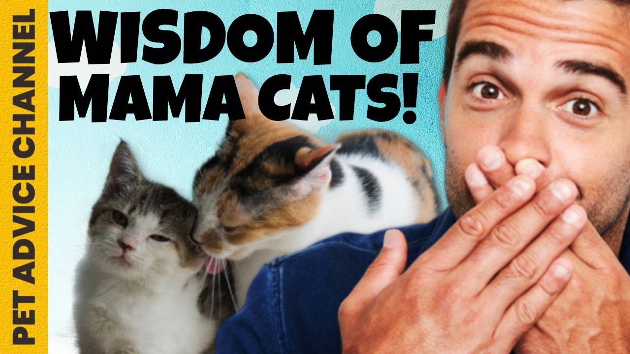 5 important things mother cats teach their kittens