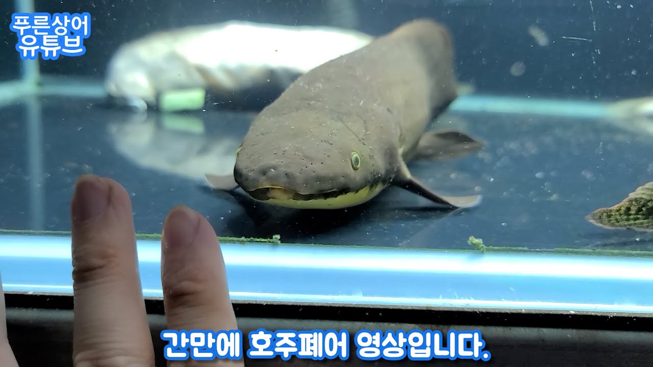 몰라보게 자란 호주폐어들 근황입니다.