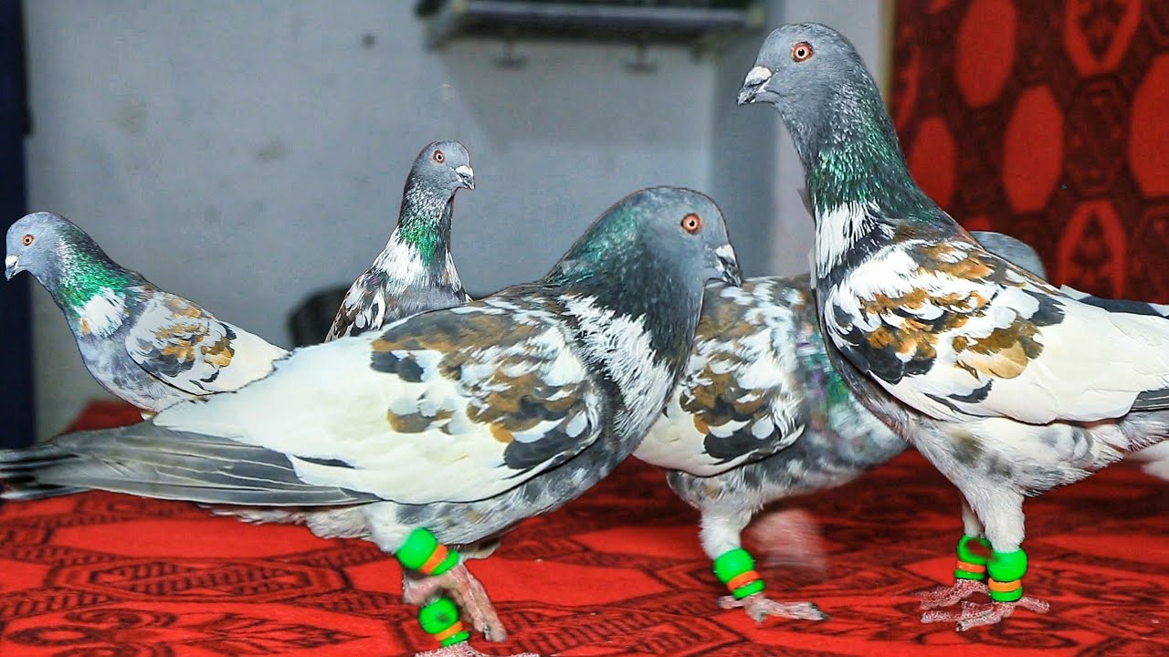 کفتر های عاشقان و عارفان تور کاکا نجیب | Rare colorful pigeons for sale || Antique &Famous pigeon