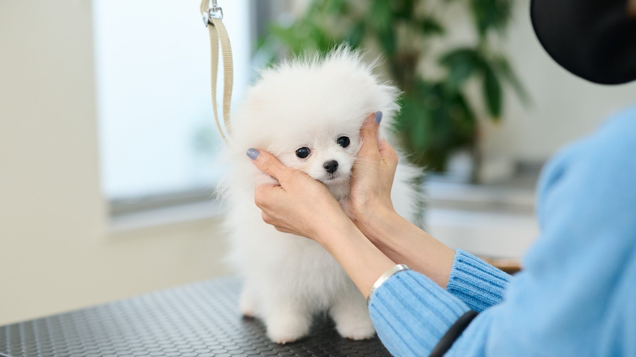 かわいい4ヶ月のもふもふポメラニアンの子犬をカットします