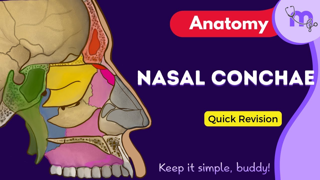 Nasal Conchae Anatomy Explained | Structure, Types & Functions
