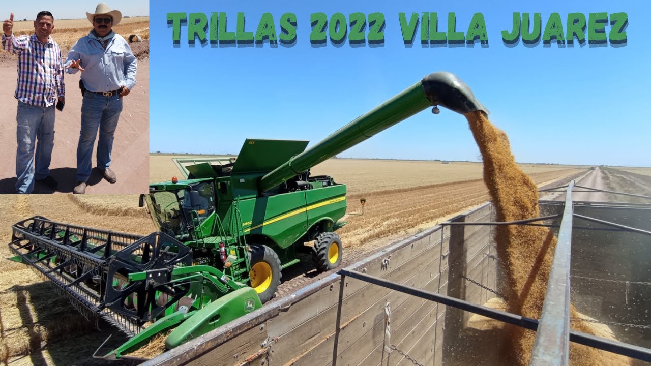 Trilla de trigo 🌾 2022 Villa Juárez Sonora / Valle del Mayo