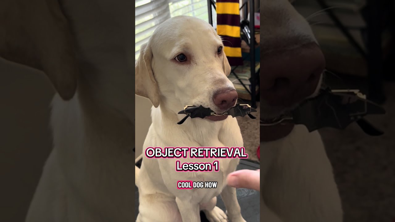 How to Teach Object Retrieval with a Calm, Gentle Hold #dogtraining #cooldogskool #labradorretriever