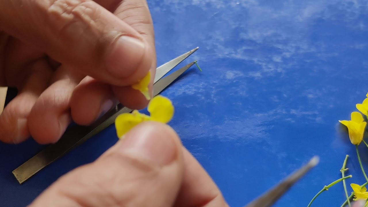 Class 11,12- Dissection of mustard flower.