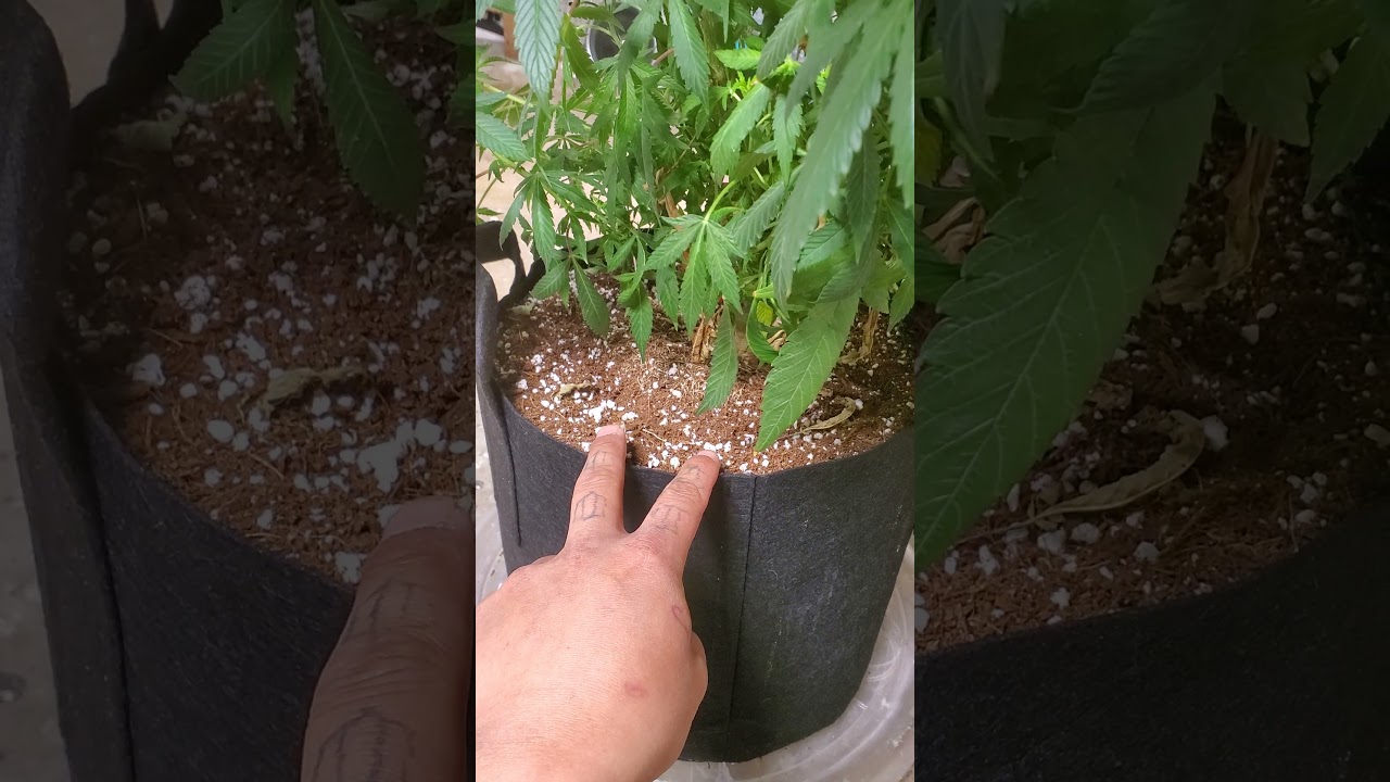 How Often To Feed Nutrients To Cannabis? Stay Away From Nute Burns