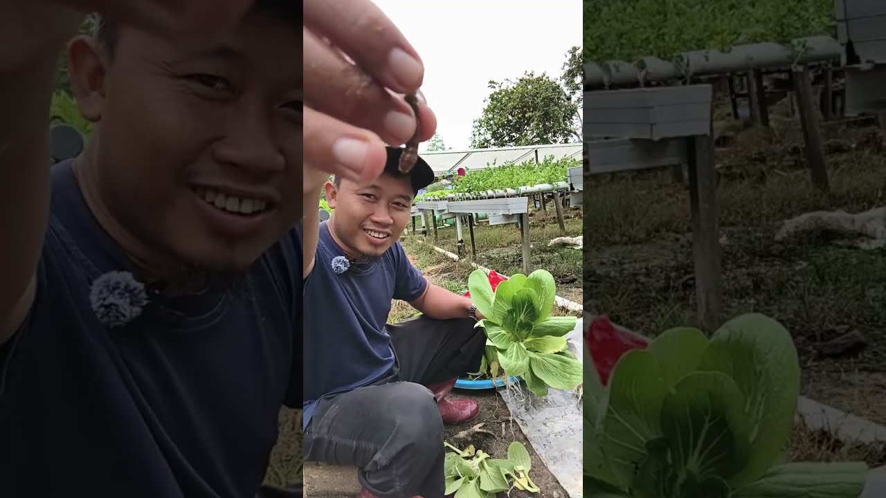 Saung Farm Hidroponik  sedang live sekarang!