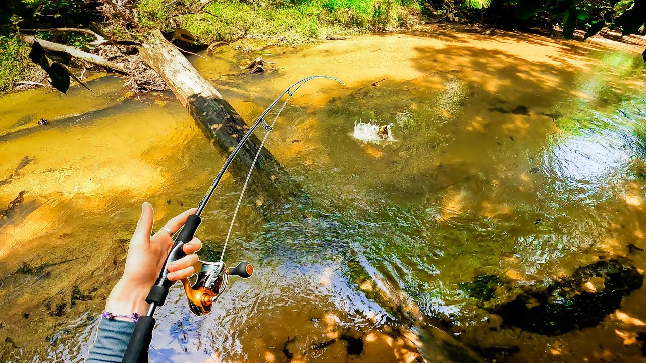 Wading SHALLOW Jungle Creeks for Sooty Grunter