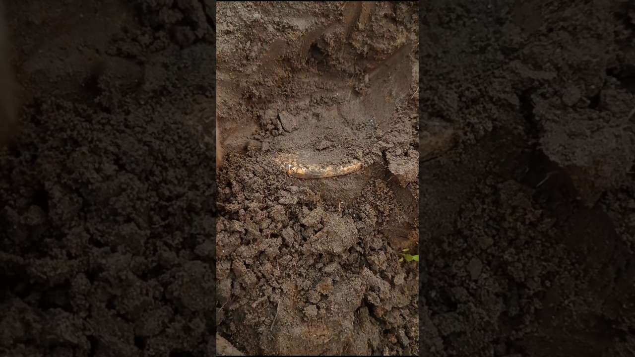old gold medal recovery treasure hunt video 