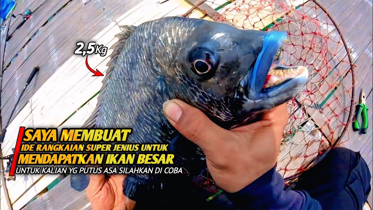 mungkin ini adalah solusinya‼️ ide rangkaian yg pas untuk mancing di bagan, saat ikan sulit makan