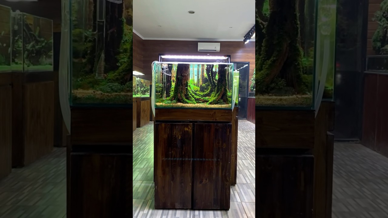 Breakdown the collection of Nickz aquascape gallery #part1 - Jungle 60cm