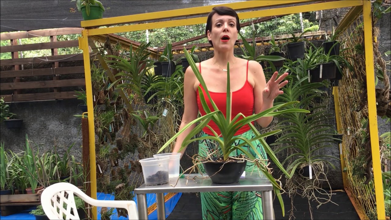 Como plantar sua orquídea Vanda