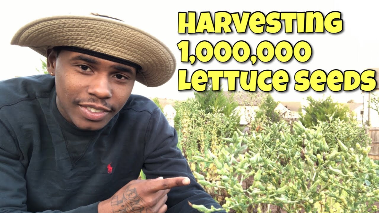 HOW TO HARVEST LETTUCE SEEDS | WHAT TO DO WHEN YOUR PLANTS START BOLTING?