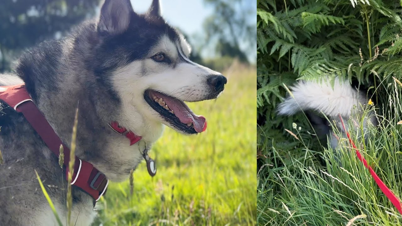 Husky Tries To Drag Me Into Fern Caves!