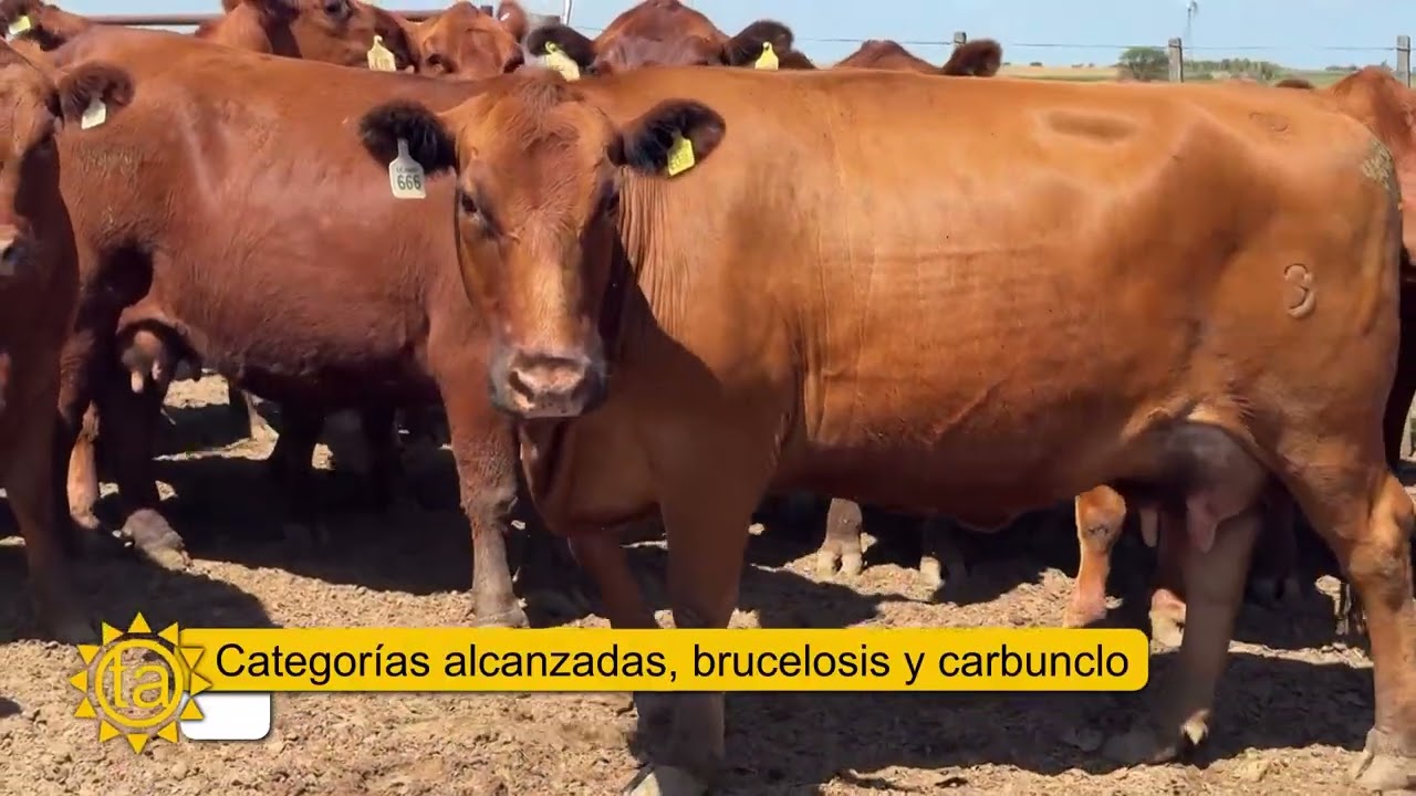 Marcelo Astigarraga - Senasa - Vacunación antiaftosa, brucelosis y carbunclo.
