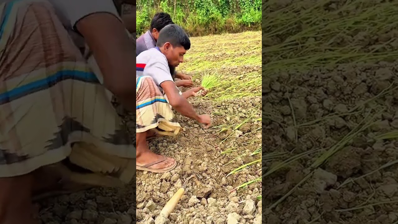 Discover Rural Life: A农民's Journey in the Fields