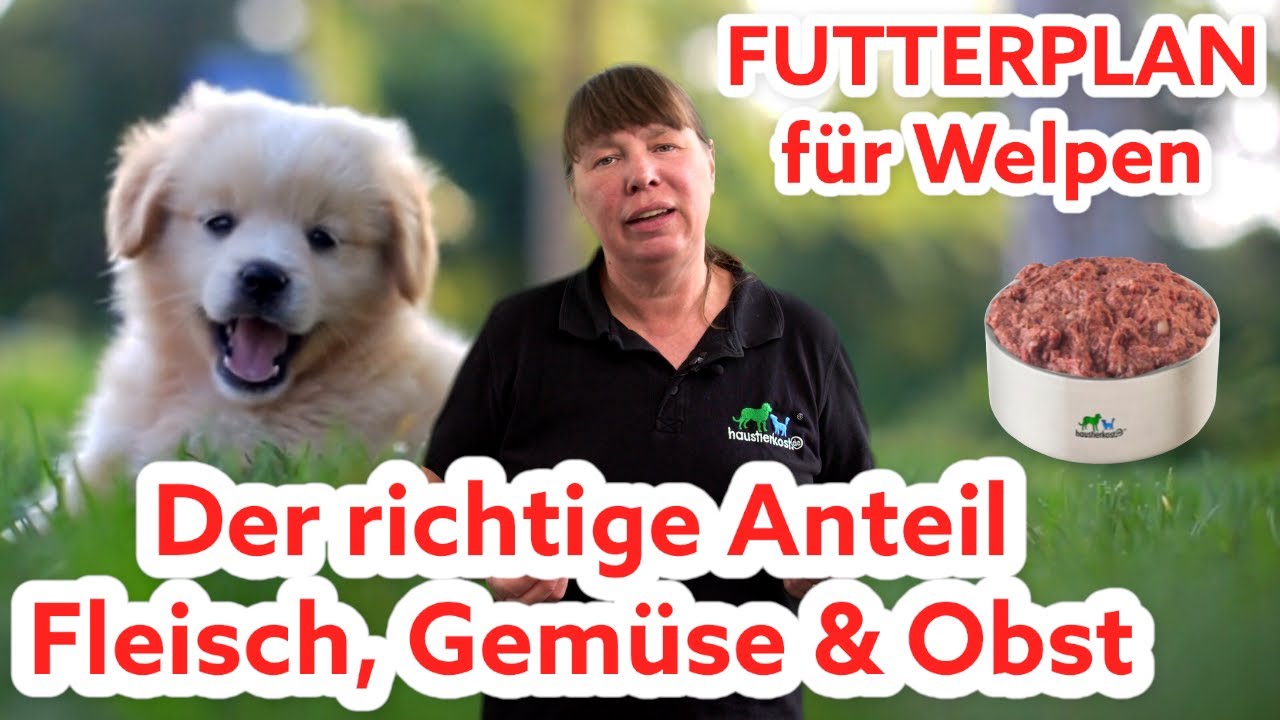 Der RICHTIGE Futterplan für Welpen I Welpen richtig füttern I Fleisch, Obst, Gemüse für Welpen IBARF