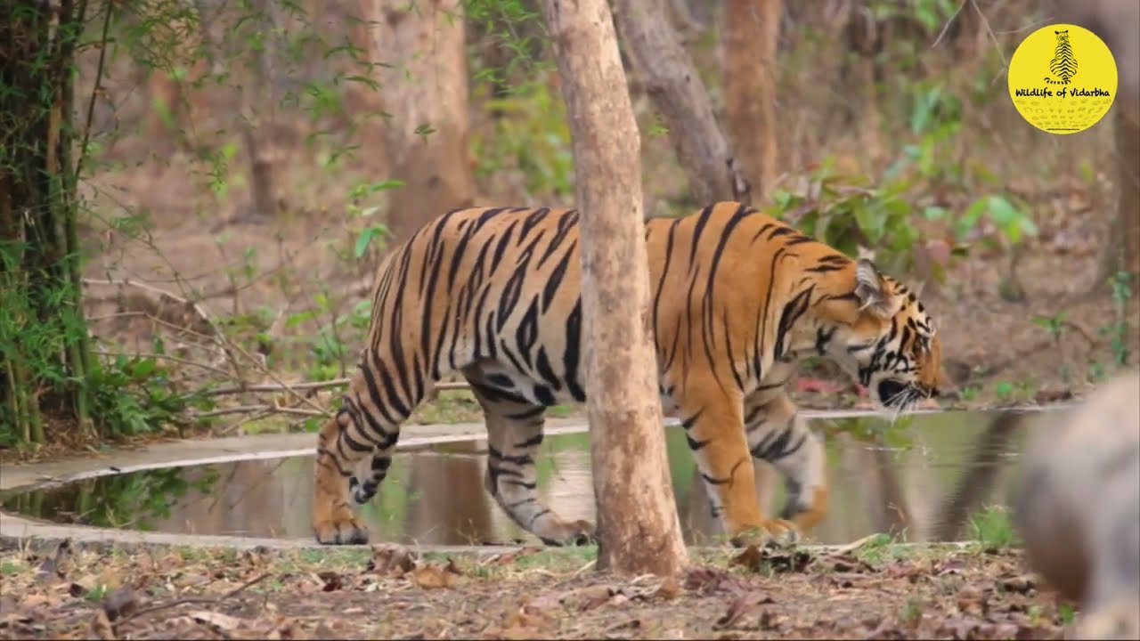 Umred Karhandla Wildlife Sanctuary | जानिए कैसे जाएं | Complete Information | Umred jungle safari |
